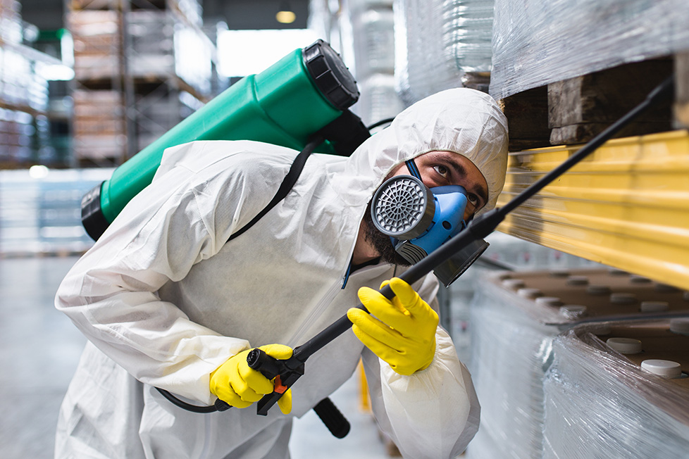 The Best Rodent Pest Control Services: Keeping Your Home Rodent-Free