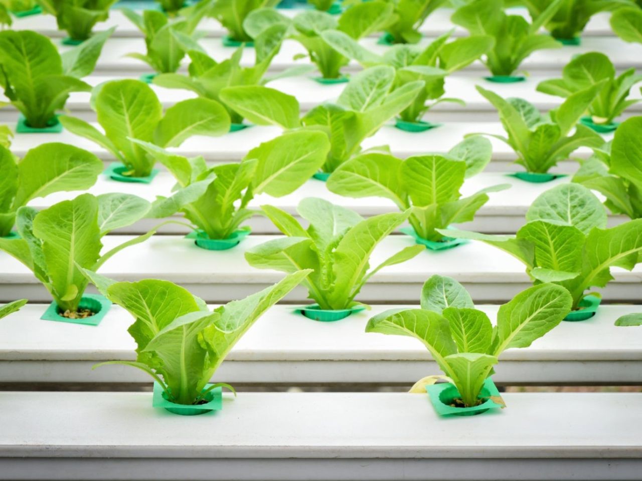 How To Use Hydroponic Reflectors & Spreaders