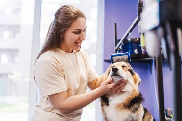 Easy Dog Grooming Services: Schedule Your Pet’S Spa Day Now