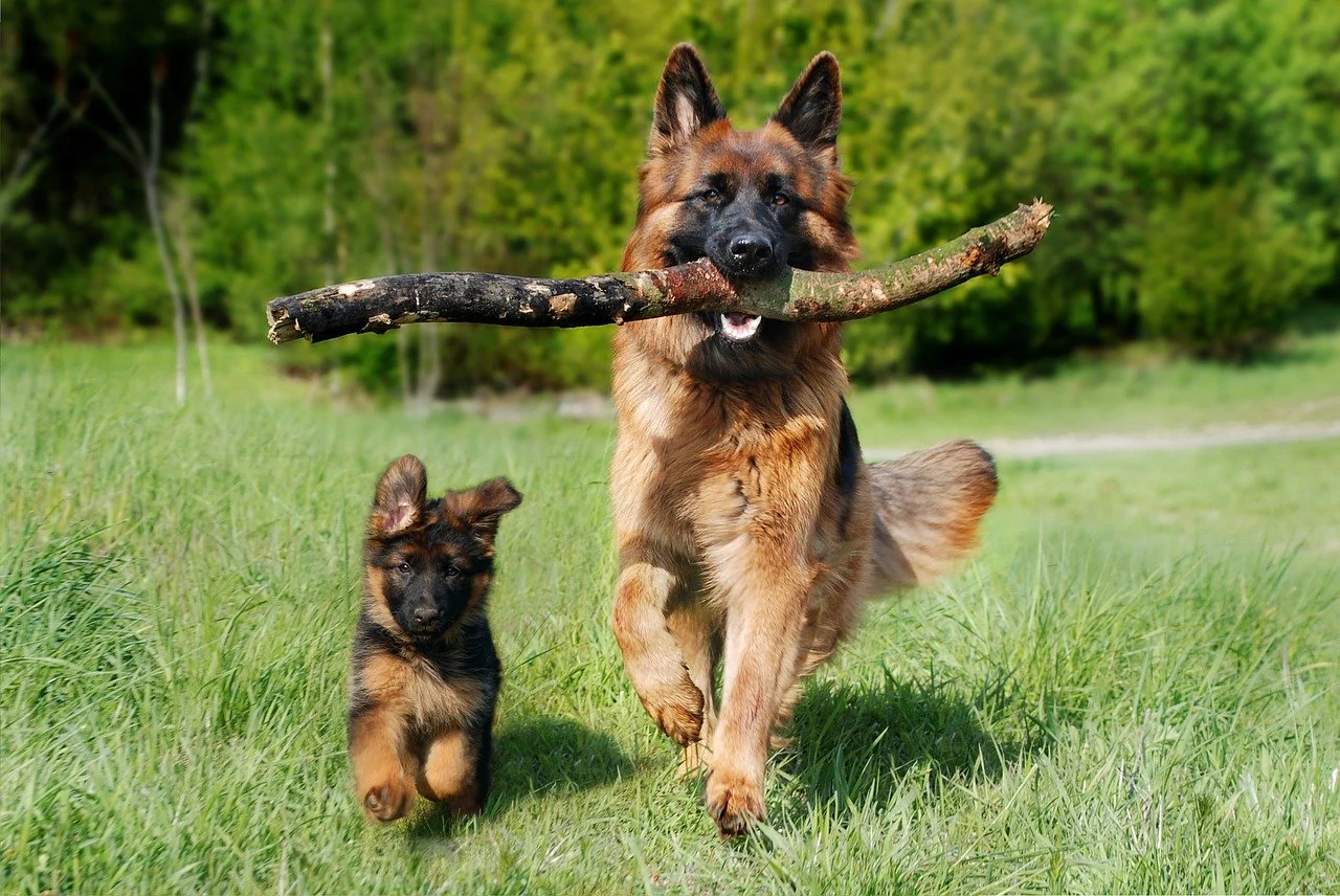 How To Find The Best Gsd Breeders